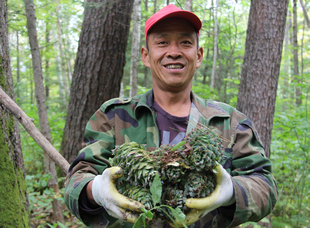 龙江森工集团穆棱林业局有限公司，林业工人采收红松籽。